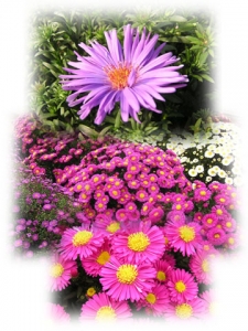 aster collage